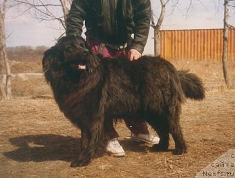 Фото: ньюфаундленд Хард