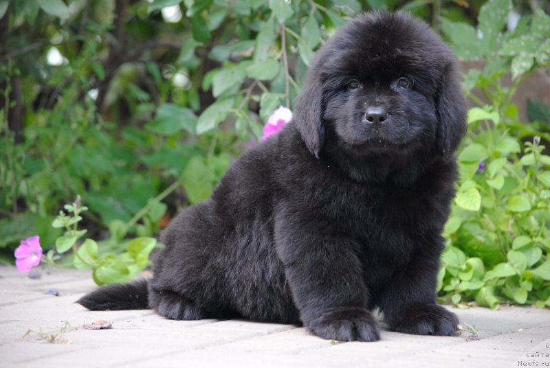 Фото: ньюфаундленд Моя Стихия Мустанг