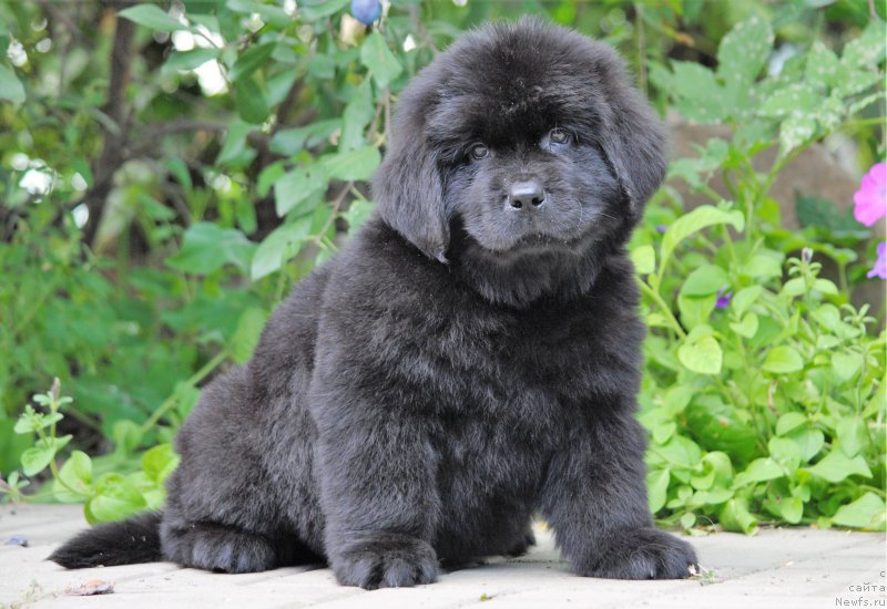 Фото: ньюфаундленд Моя Стихия Мустанг