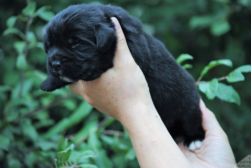 Фото: ньюфаундленд Моя Стихия Морган-Гриффин