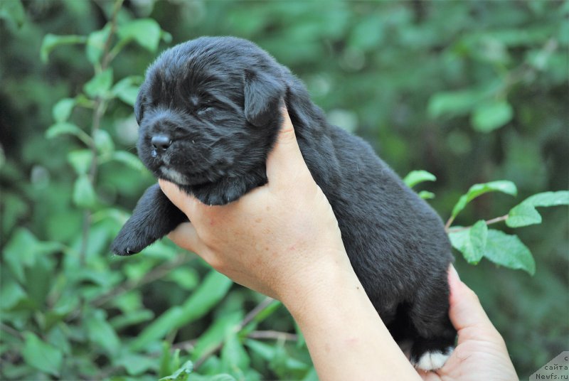 Фото: ньюфаундленд Моя Стихия Морган-Гриффин