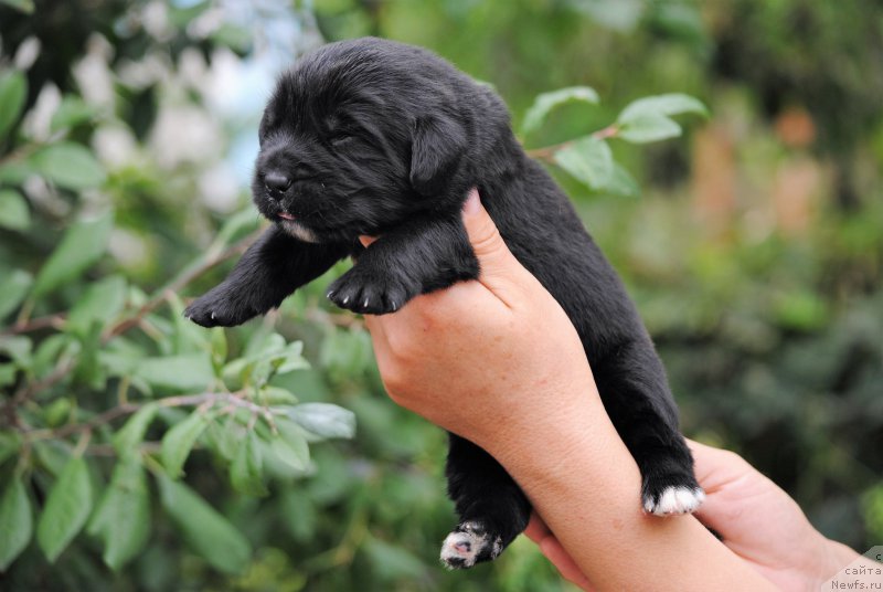 Фото: ньюфаундленд Моя Стихия Морган-Гриффин