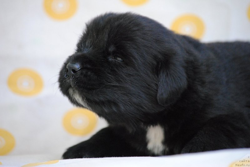 Фото: ньюфаундленд Моя Стихия Морган-Гриффин