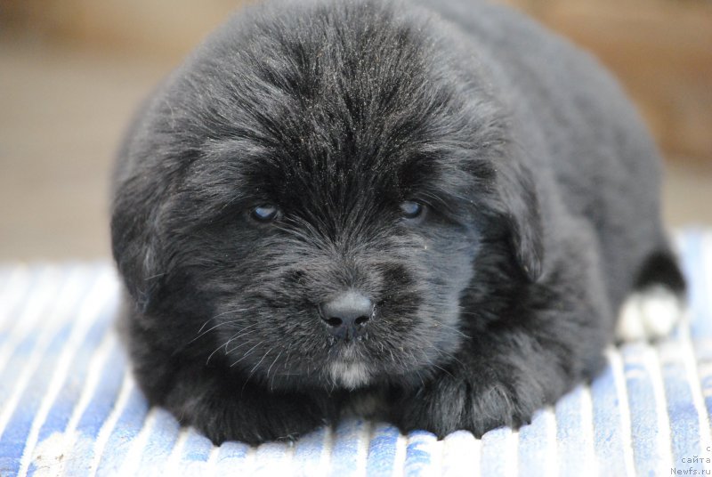 Фото: ньюфаундленд Моя Стихия Морган-Гриффин