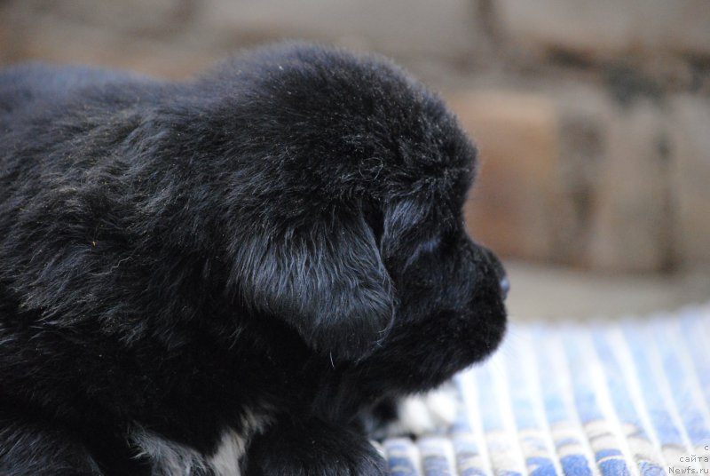 Фото: ньюфаундленд Моя Стихия Морган-Гриффин