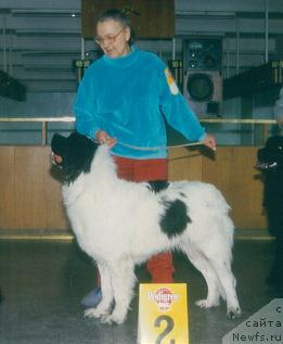 Фото: ньюфаундленд Карона Улхард Сол Грэм