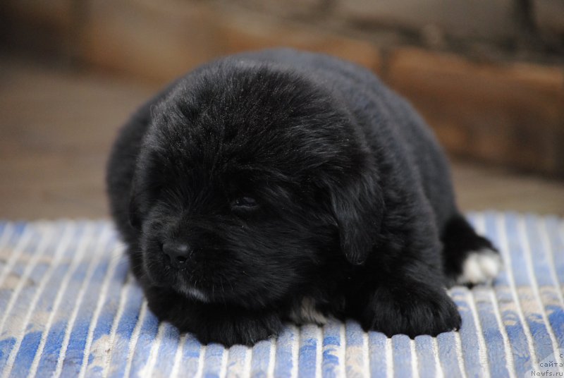 Фото: ньюфаундленд Моя Стихия Морган-Гриффин