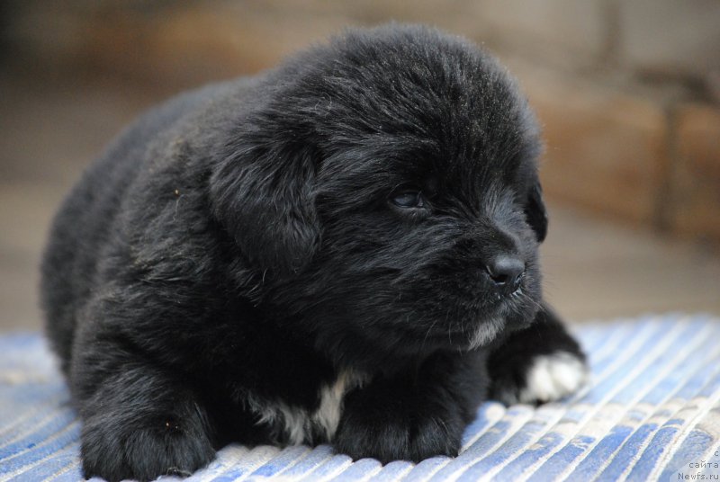 Фото: ньюфаундленд Моя Стихия Морган-Гриффин