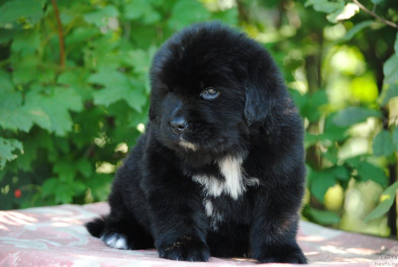 Фото: ньюфаундленд Моя Стихия Морган-Гриффин