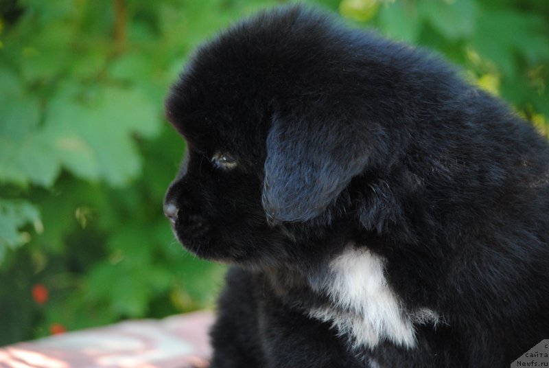 Фото: ньюфаундленд Моя Стихия Морган-Гриффин