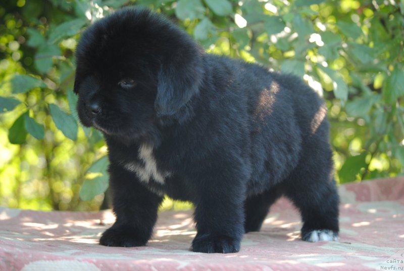 Фото: ньюфаундленд Моя Стихия Морган-Гриффин