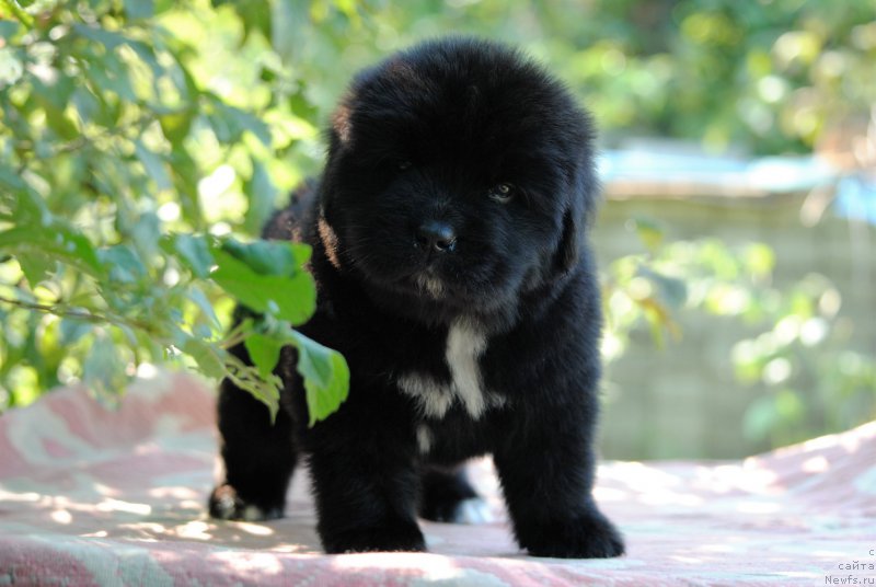 Фото: ньюфаундленд Моя Стихия Морган-Гриффин