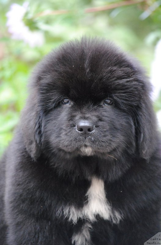 Фото: ньюфаундленд Моя Стихия Морган-Гриффин