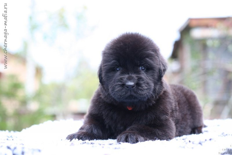 Фотография № 213640