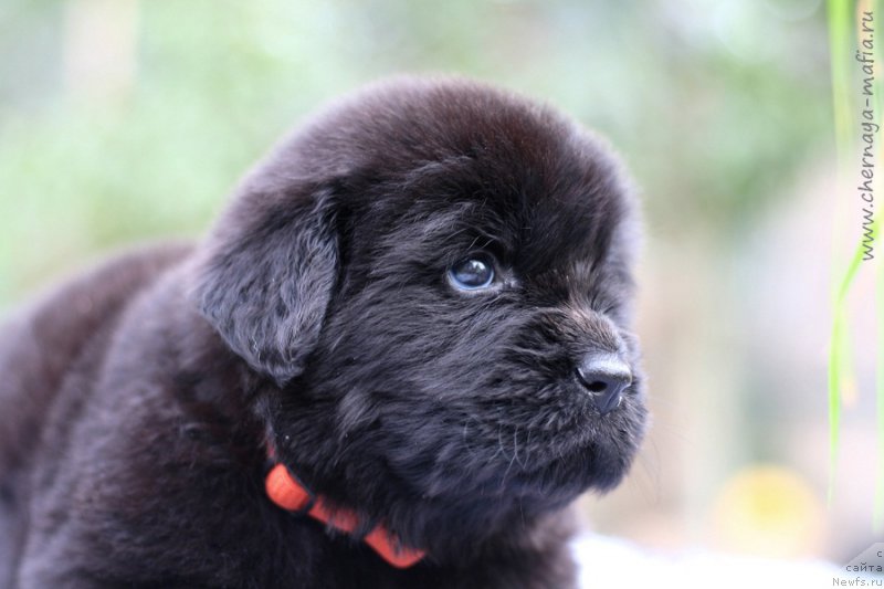 Фотография № 213641