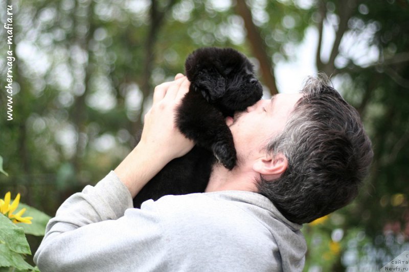 Фото: ньюфаундленд Черная Мафия Бекаусе И Ам Вортх Ит (Chernaya Mafia Because I Am Worth It)