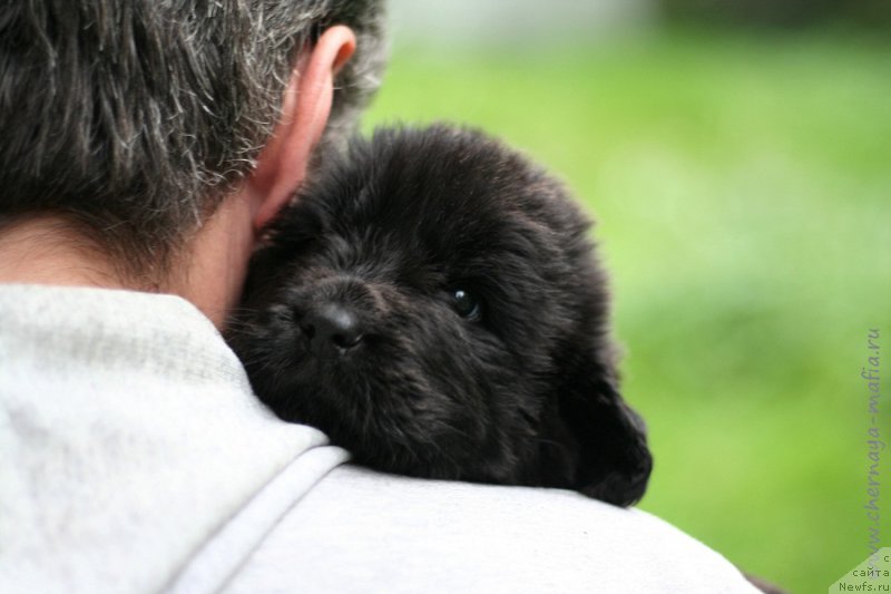 Фото: ньюфаундленд Черная Мафия Бекаусе И Ам Вортх Ит (Chernaya Mafia Because I Am Worth It)