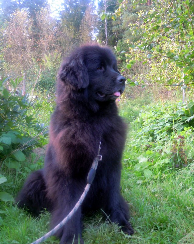 Фотография № 213648