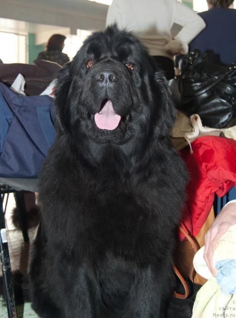 Фото: ньюфаундленд Эра Гранд Маргарита Наварская