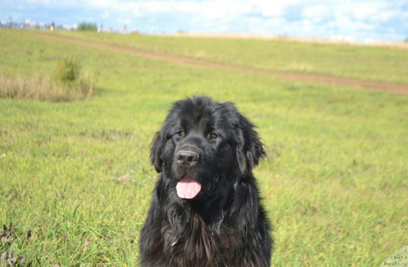 Фото: ньюфаундленд Ноэль Наследница Вятских Медведей (Noel Naslednitsa Vyatskiy Medved)