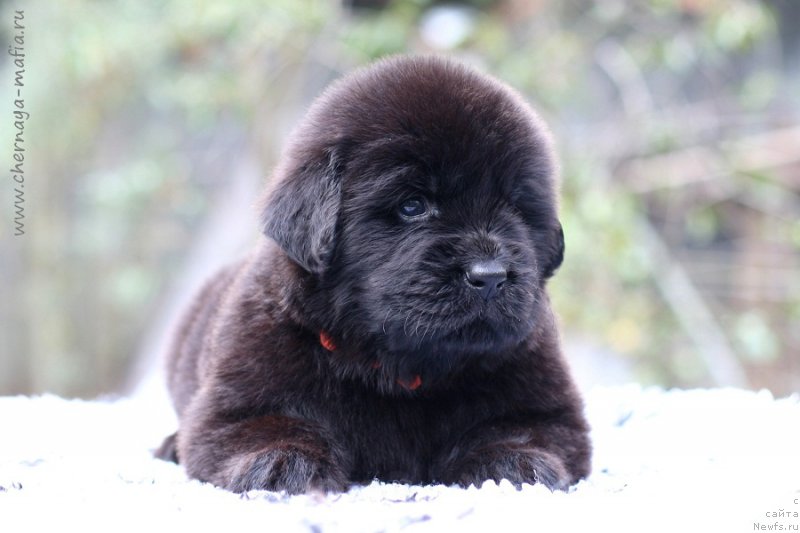 Фотография № 213656