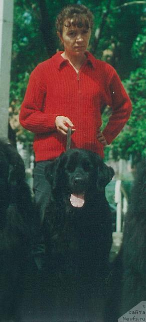 Фото: ньюфаундленд Лика Ашер Джеральд