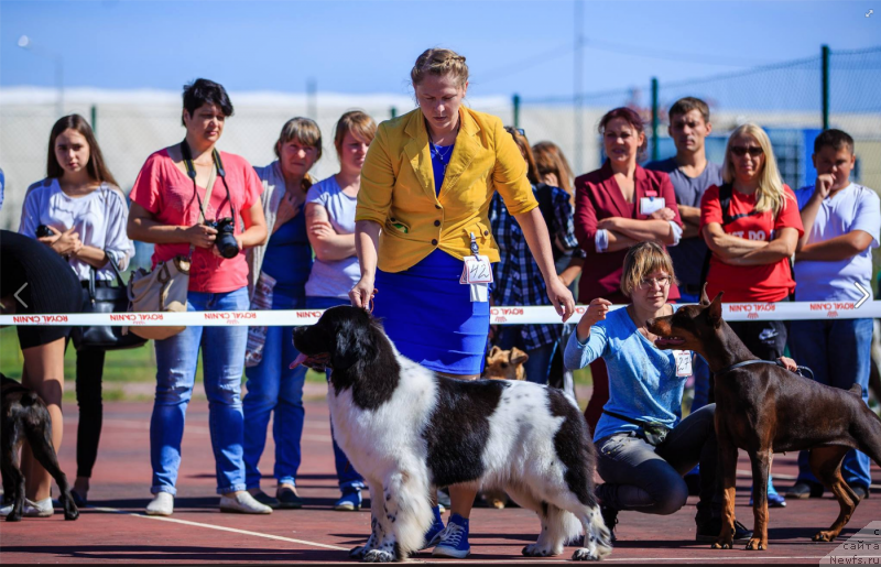 Фото: ньюфаундленд Гордая Дочь Велеса фром Рашн Беар (Gordaya Doch Velesa From Russian Bear)