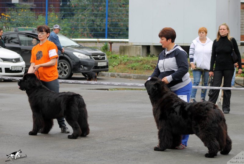 Фото: ньюфаундленд Хуодэ Шень Афина (Huode Shen Afina), ньюфаундленд Супер Премиум Инвисибл (Super Premium Invisible)