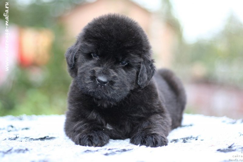 Фотография № 213662