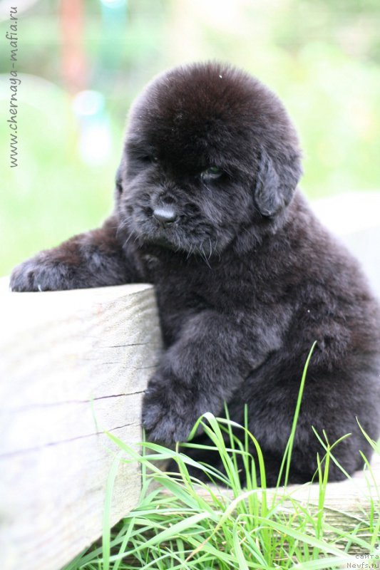 Фотография № 213667