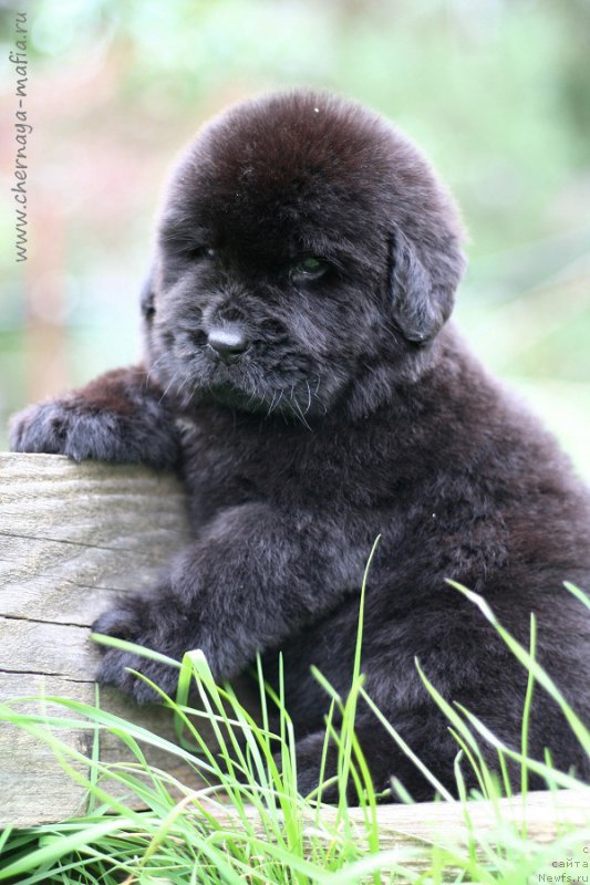 Фотография № 213668