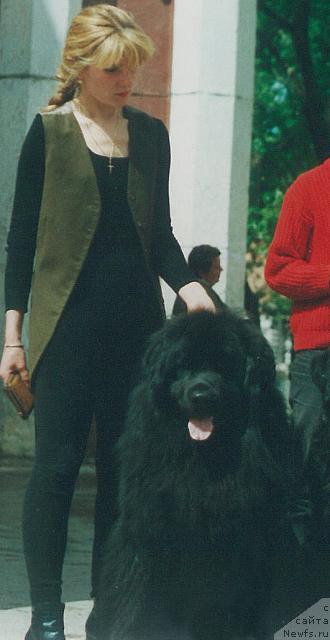 Фото: ньюфаундленд Юкон Огненный Гризли