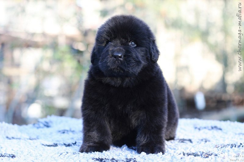 Фотография № 213670