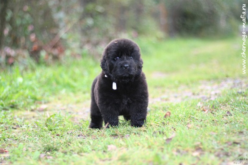 Фотография № 213673