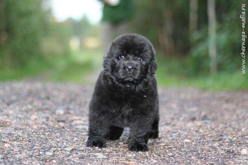 Фотография № 213674