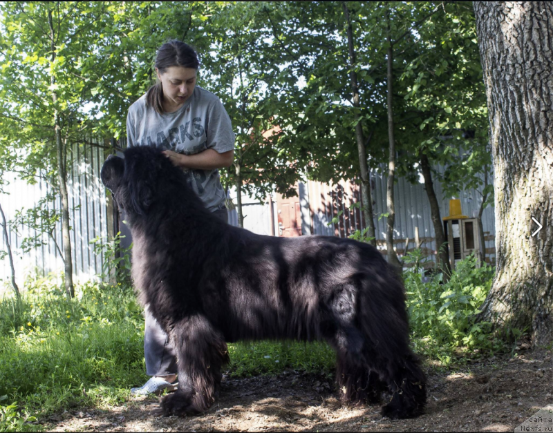 Фото: ньюфаундленд Callistos to Russia With Love