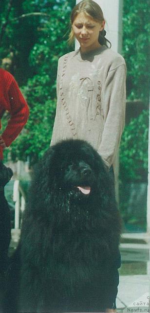 Фото: ньюфаундленд Огненный Гризли Кервуд