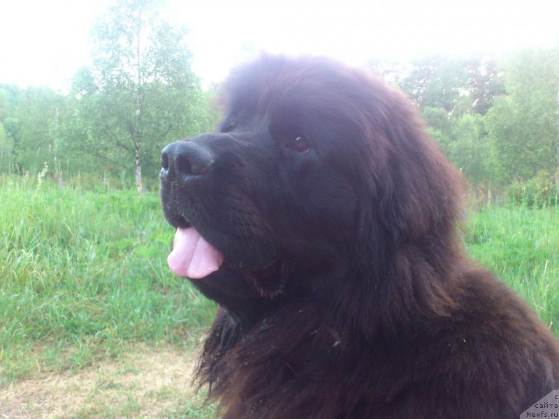 Фотография № 213687