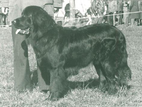 Фото: ньюфаундленд Омар