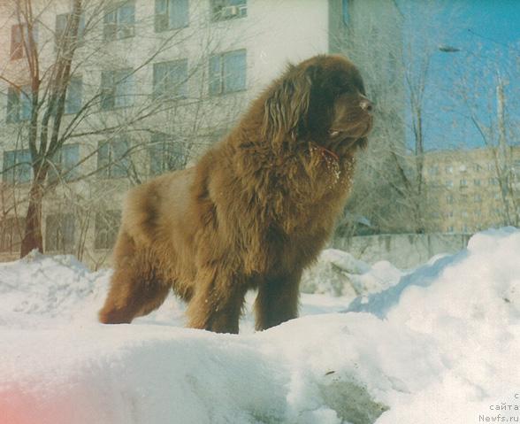 Фото: ньюфаундленд Омела