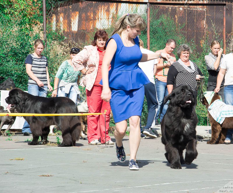 Фото: ньюфаундленд Добрый Молодец от Сибирского Медведя