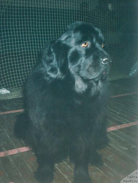 Фото: ньюфаундленд Пола Порше
