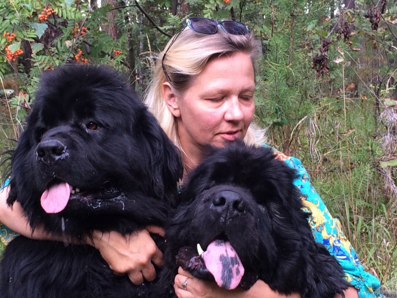 Фото: ньюфаундленд Ньюфорт Лапочка Дочка, ньюфаундленд Ньюфорт Бестселлер