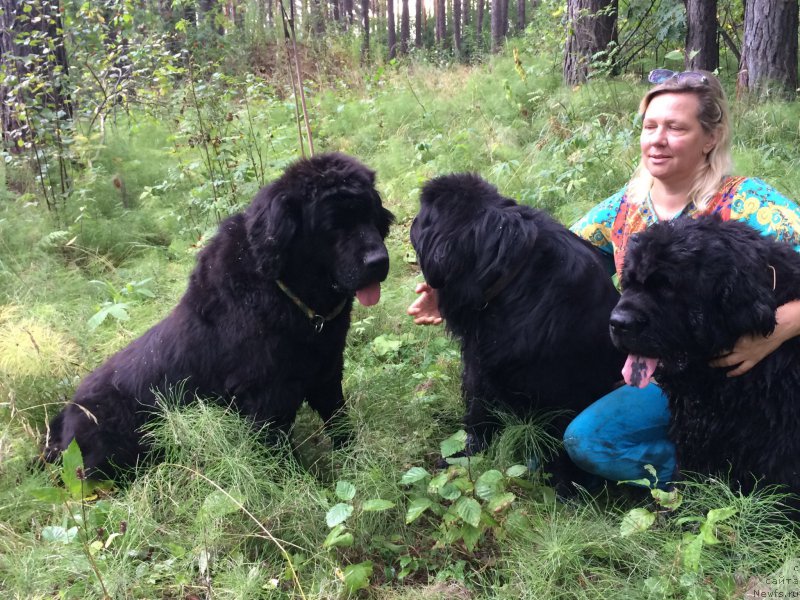 Фото: ньюфаундленд Ньюфорт Лапочка Дочка, ньюфаундленд Ньюфорт Бестселлер, ньюфаундленд Ньюфорт Тайм'с Голд Алекса