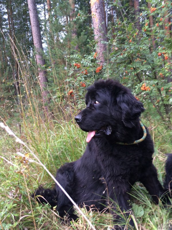 Фото: ньюфаундленд Ньюфорт Лапочка Дочка