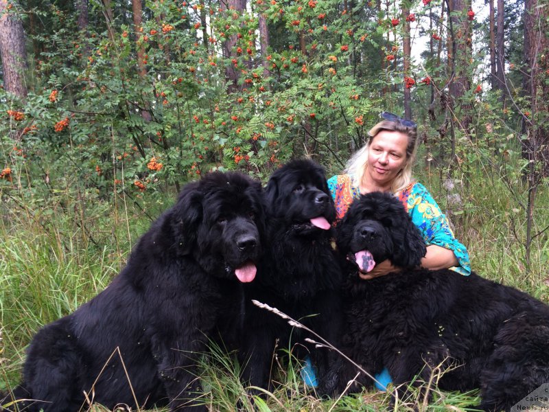 Фото: ньюфаундленд Ньюфорт Лапочка Дочка, ньюфаундленд Ньюфорт Бестселлер, ньюфаундленд Ньюфорт Тайм'с Голд Алекса