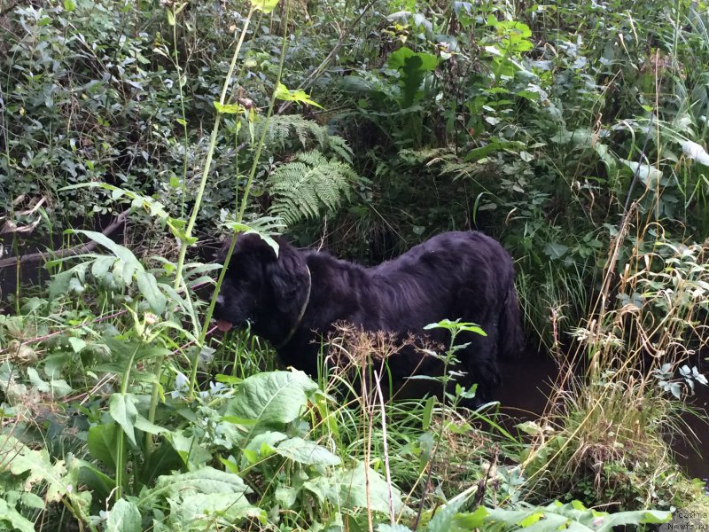 Фото: ньюфаундленд Ньюфорт Лапочка Дочка