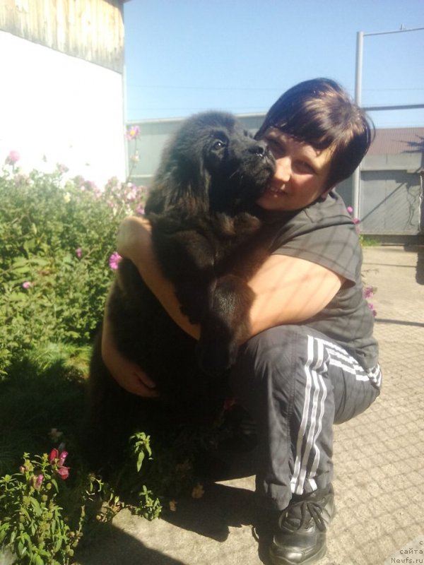 Фото: ньюфаундленд Фиаметтахауз Цикнеус (Fiamettahauz Tsikneus)