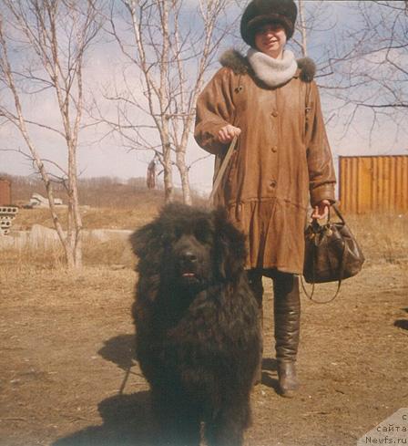 Фото: ньюфаундленд Чанита-Шегги