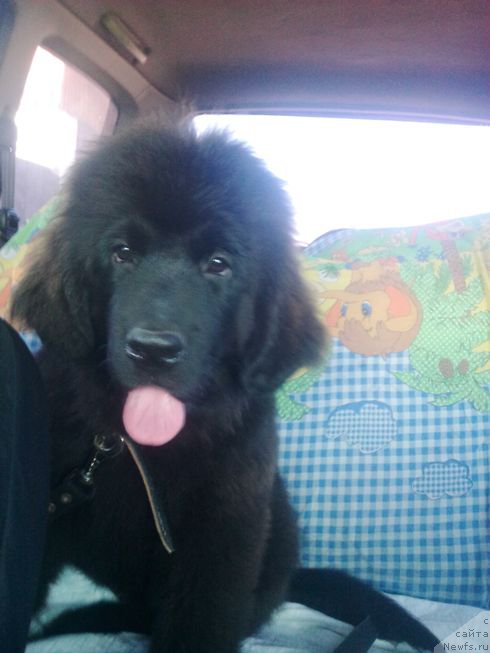 Фото: ньюфаундленд Фиаметтахауз Цикнеус (Fiamettahauz Tsikneus)